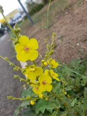 Verbascum sinuatum