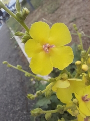 Verbascum sinuatum