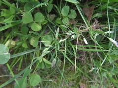 Poa annua