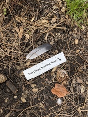 Columba livia domestica