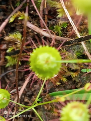 Drosera planchonii