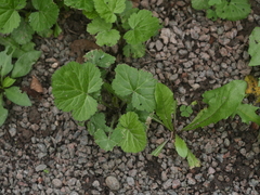 Geum