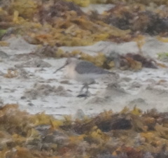 Calidris ferruginea