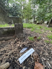 Columba livia domestica