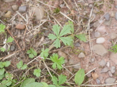 Potentilla intermedia