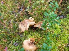 Tricholoma equestre