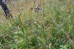 Parasenecio hastatus