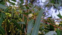 Eucalyptus camaldulensis