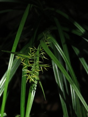 Rhynchospora polyphylla