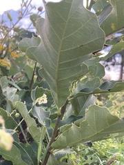 Quercus prinoides