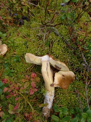 Tricholoma equestre