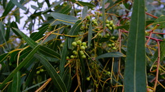 Eucalyptus camaldulensis