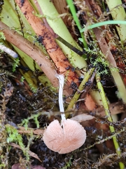 Candolleomyces typhae