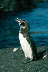 Spheniscus mendiculus