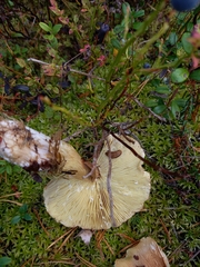 Tricholoma equestre