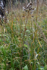 Parasenecio hastatus