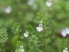 Euphrasia stricta