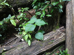 Dendrocnide moroides