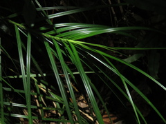 Rhynchospora polyphylla