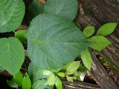 Dendrocnide moroides