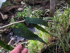 Ficus fraseri