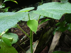 Dendrocnide moroides