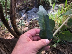 Ficus fraseri