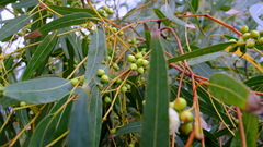 Eucalyptus camaldulensis