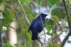 Ptilonorhynchus violaceus