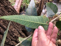 Ficus fraseri