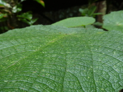 Dendrocnide moroides