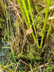Candolleomyces typhae