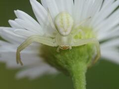 Misumena vatia