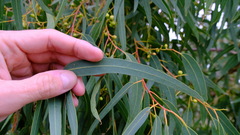 Eucalyptus camaldulensis