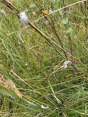 Eriophorum vaginatum