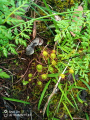 Drosera planchonii