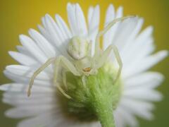 Misumena vatia