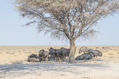 Connochaetes taurinus taurinus