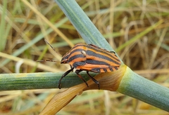 Graphosoma italicum