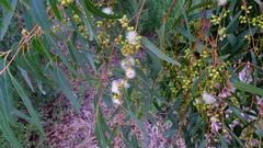 Eucalyptus camaldulensis