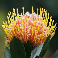 Leucospermum × hybridum