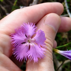 Dianthus hyssopifolius