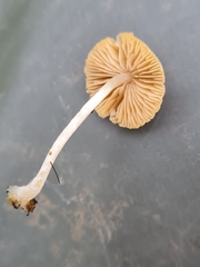 Candolleomyces typhae