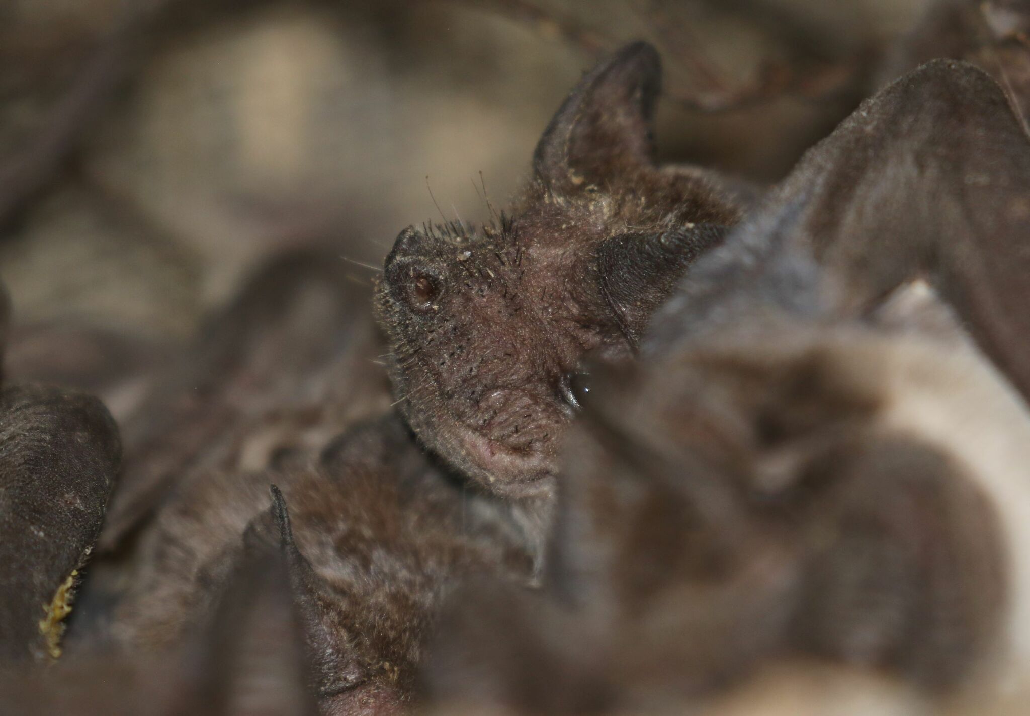 Mops condylurus (A.Smith, 1833)