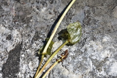 Potamogeton perfoliatus