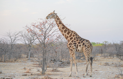 Giraffa camelopardalis angolensis