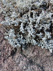 Stereocaulon