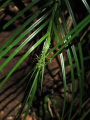 Rhynchospora polyphylla