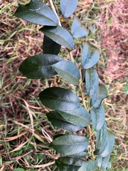 Maclura cochinchinensis