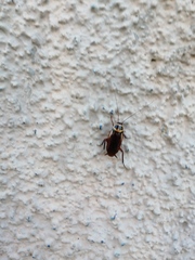 Periplaneta australasiae